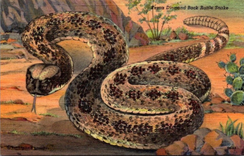 Snakes Texas Diamond Back Rattlesnake Curteich