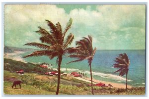 1952 Batsheba Coast Barbados British West Indies Vintage Posted Postcard