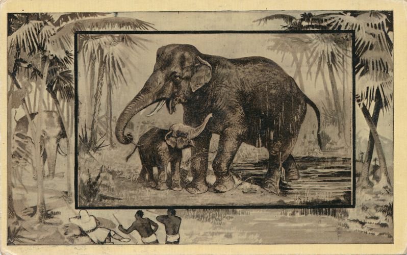 Africa Safari 1909 Series by Mintz of Chicago - Elephant and Calf - DB