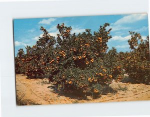 Postcard Beautiful Orange Groves in Central Florida USA