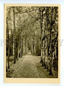 487463 USSR 1963 year Museum-estate of Repin Penaty birch alley postcard