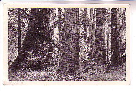 Redwoods, Marin County,  California