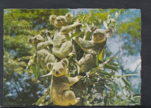 Animals Postcard - Koalas or Australian Native Bears   RR3965