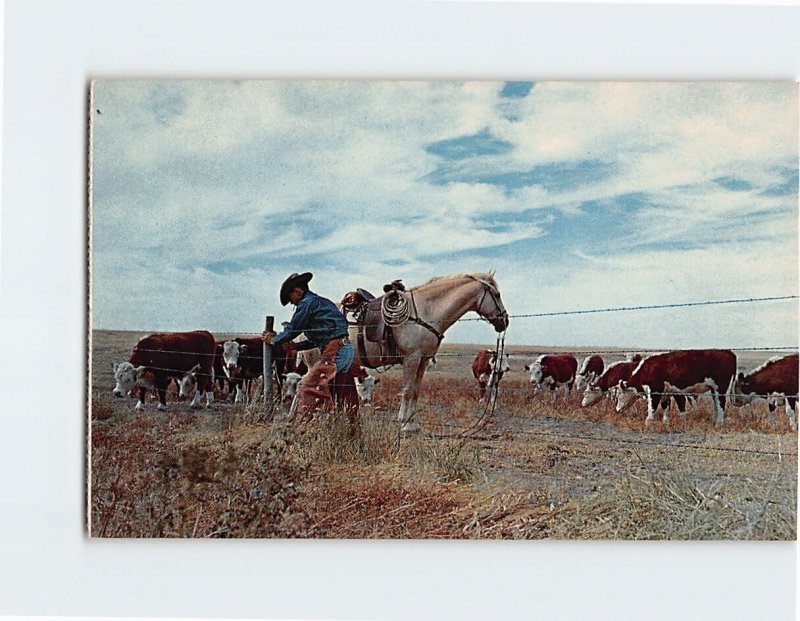 Postcard Mending Fence, Western Kansas 