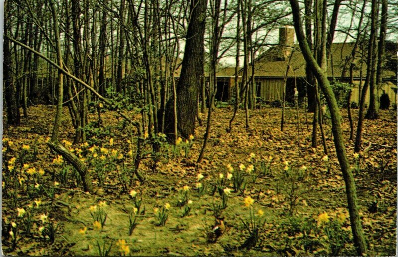 Medford Leas New Jersey NJ Spring Scene Postcard VTG UNP Vintage Unused Chrome 