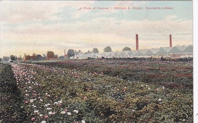 Indiana Newcastle Weiland & Otinger Nurseries Field Of Peonies