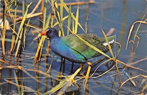 Purple Gallinule - Everglades, Florida FL  