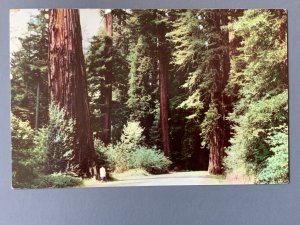 Redwood Empire CA Chrome Postcard A1170085137