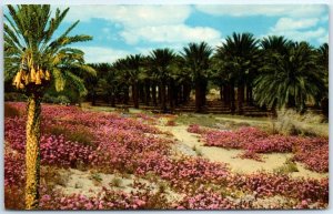 M-40723 Date Palms in the Desert Sands of Palm Springs and Coachella Valley C...