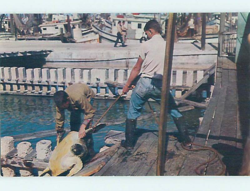 Unused Pre-1980 Fishing CATCHING GIANT TURTLE Key West Florida FL hn2403