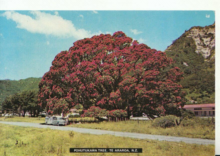 New Zealand Postcard - Pohutukawa Tree - Te Araroa - Ref 20700A ...