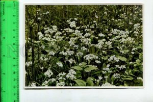 425147 GERMANY plant flowers Allium ursinum Hermann Fischer CIGARETTE Tobacco