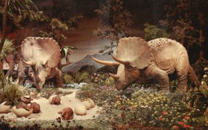Vintage Postcard Triceratops Hover Protectively Over Hatching Young Prehistoric