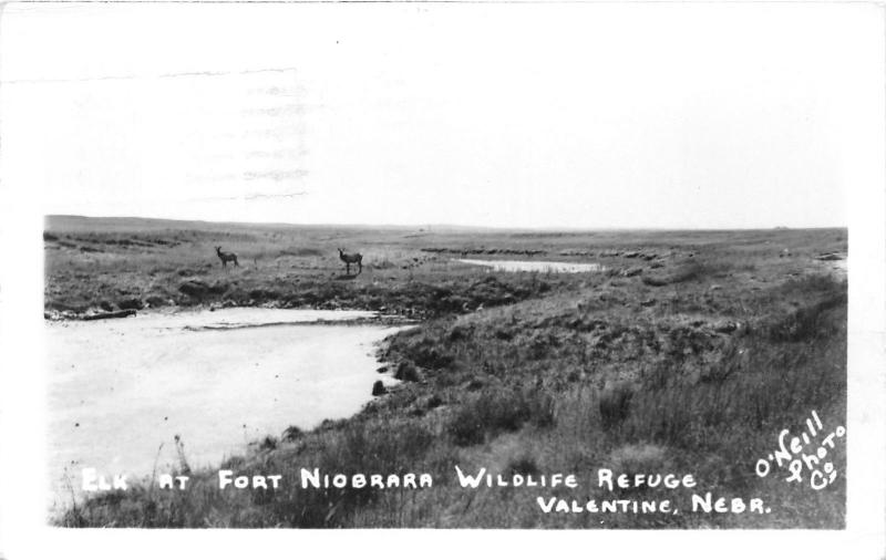 Valentine Nebraska~Elk @ Fort Niobrara National Wildlife Refuge~1954 RPPC