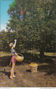 Florida Fort Lauderdale Picking Oranges At Floyd Wray's Flamingo Groves