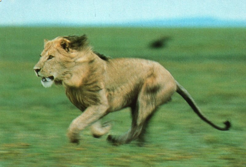 VINTAGE CONTINENTAL SIZE POSTCARD LION RUNNING AT SERENGETI NAT'L PARK TANZANIA