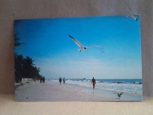 Florida FL Beach walkers and huge seagull posted Jacksonville FL