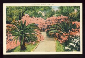 Mobile, Alabama/AL Postcard,  Azalea Trail,  Azaleas Burst Into Bloom