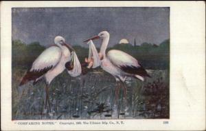 Black Americana Storks & Babies 1 White 1 Black c1905 Postcard