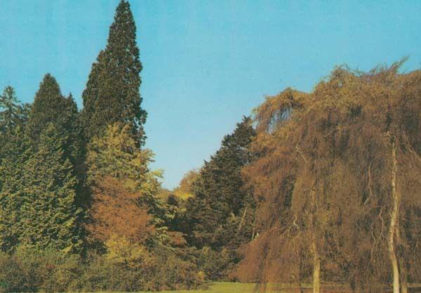 Wigmore Circle + Betula Pendula Arboretum 1970s Hereford Postcard