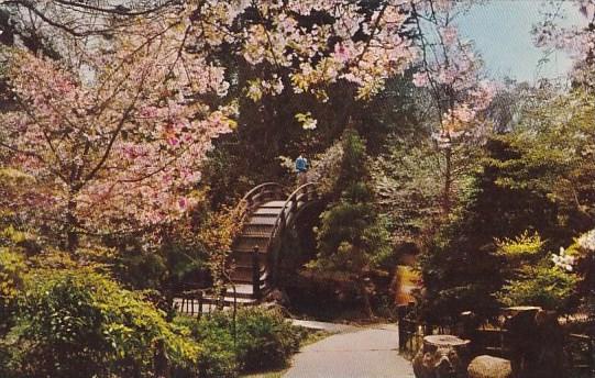 California San Francisco Japanese Tea Garden 1955