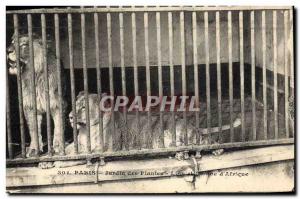 Old Postcard Paris Zoo Garden plants Lion and Lioness d & # 39Afrique