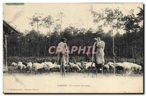 Old Postcard Folklore Landes A moment of rest Sheep