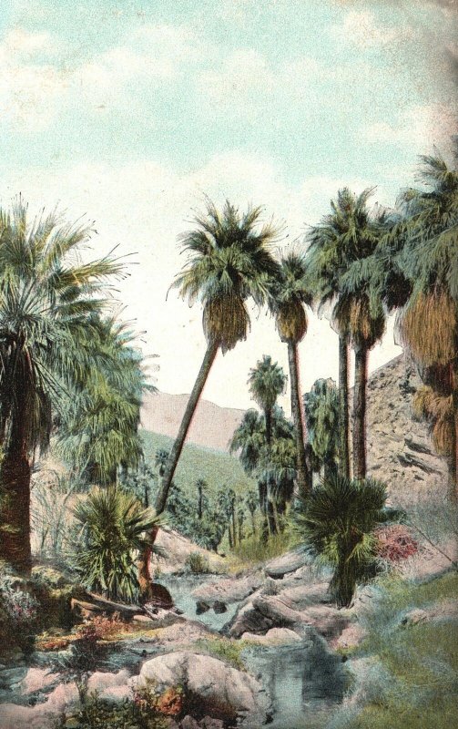 Vintage Postcard A Palm Rugged Canyon In Arizona AZ M. Reider Pub.