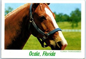 Postcard - Florida Thoroughbred - Ocala, Florida