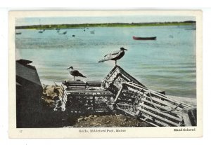 ME - Biddeford Pool. Sea Gulls & Lobster Traps