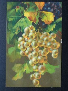 Fruit Berries & Nuts Study WHITE GRAPE c1910 Italian Postcard