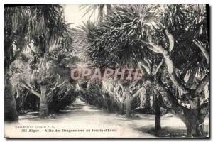 Old Postcard Alger Allee dragon of the Jardin d & # 39Essai