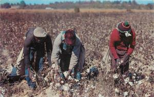 Black Workers Picking Cotton Hernando MS Mississippi pm 1950's Postcard