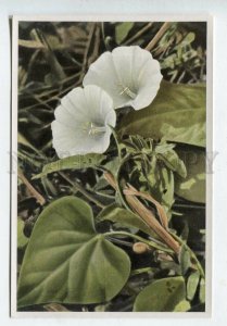 427917 Flower Convolulus sepium Vintage Sammelwerk Tobacco Card w/ ADVERTISING