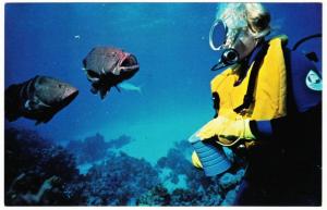 Bahamas San Salvador Island SCUBA Diving Feeding Grouper Fish 1970s Postcard