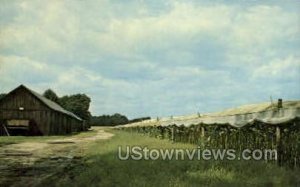 Conn. River Valley Tobacco Farm - Misc, Connecticut CT Postcard