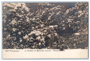 c1905 A Thicket Of Mountain Laurel Winsted Connecticut CT RPPC Photo Postcard 