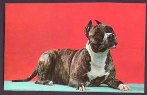 Staffordshire Terrier Post Card PC2041