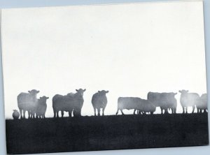 postcard Iowa Artists -   Eastern Iowa                      cows