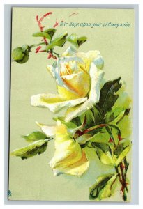 Vintage 1910's Tuck's Greetings Postcard Nice White Yellow Flowers