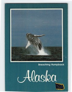 Postcard Breaching Humpback, Alaska