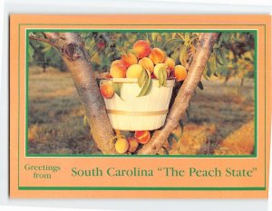 Postcard Basket of Peach South Carolina USA