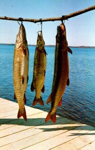 Fishing Three Beauties