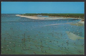 FL Beautiful Tropical Birds at Blind Pass Between Sanibel and Captiva Islands