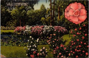 Florida Cypress Gardens Camelia Time