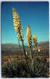 Postcard - Hillsides of Desert Yuccas in bloom - California