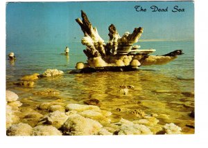 The Dead Sea, Singapore, Dead Tree Covered with Salt, Used 1978