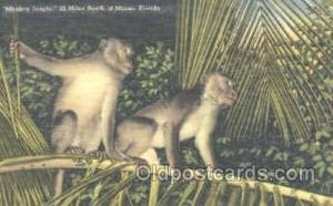 Monkey Jungle, Miami Florida USA Monkey , Gorilla 1949 postal used 1949