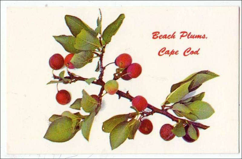 Beach Plums, Cape Cod MA