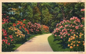 Vintage Postcard 1930's Beautiful Row of Colorful Flowers C.T. Landscape Scenes